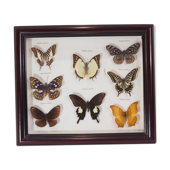 Naturalized butterfly frame, vintage