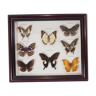 Naturalized butterfly frame, vintage