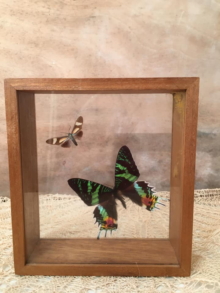 Wooden frame with 2 butterflies, Urania ripheus from Madagascar and, - Synthomidae from Mexico