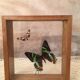 Wooden frame with 2 butterflies, Urania ripheus from Madagascar and, - Synthomidae from Mexico