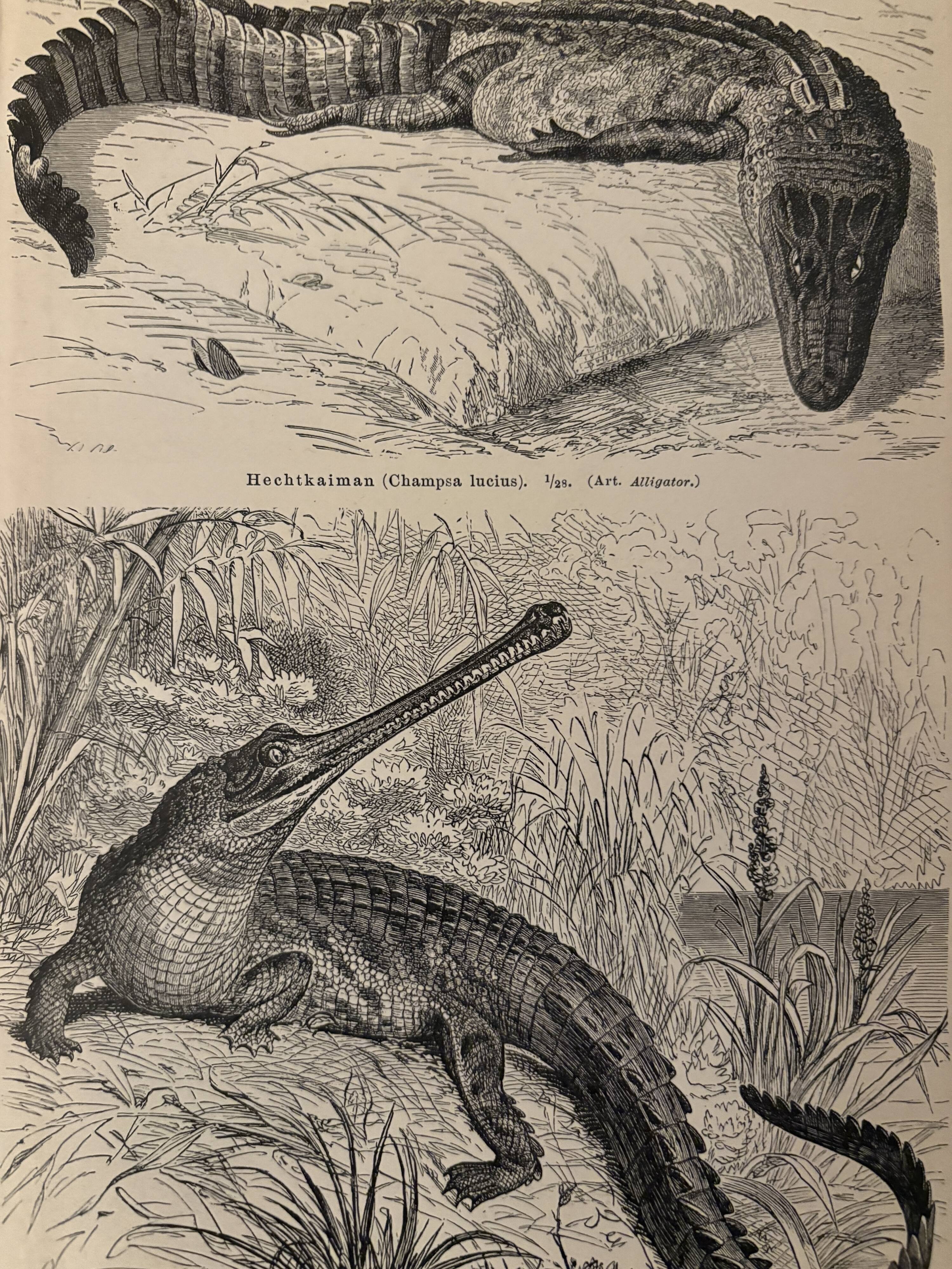 Old engraving of crocodiles and caimans (1890)