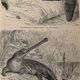 Old engraving of crocodiles and caimans (1890)