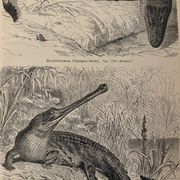 Old engraving of crocodiles and caimans (1890)