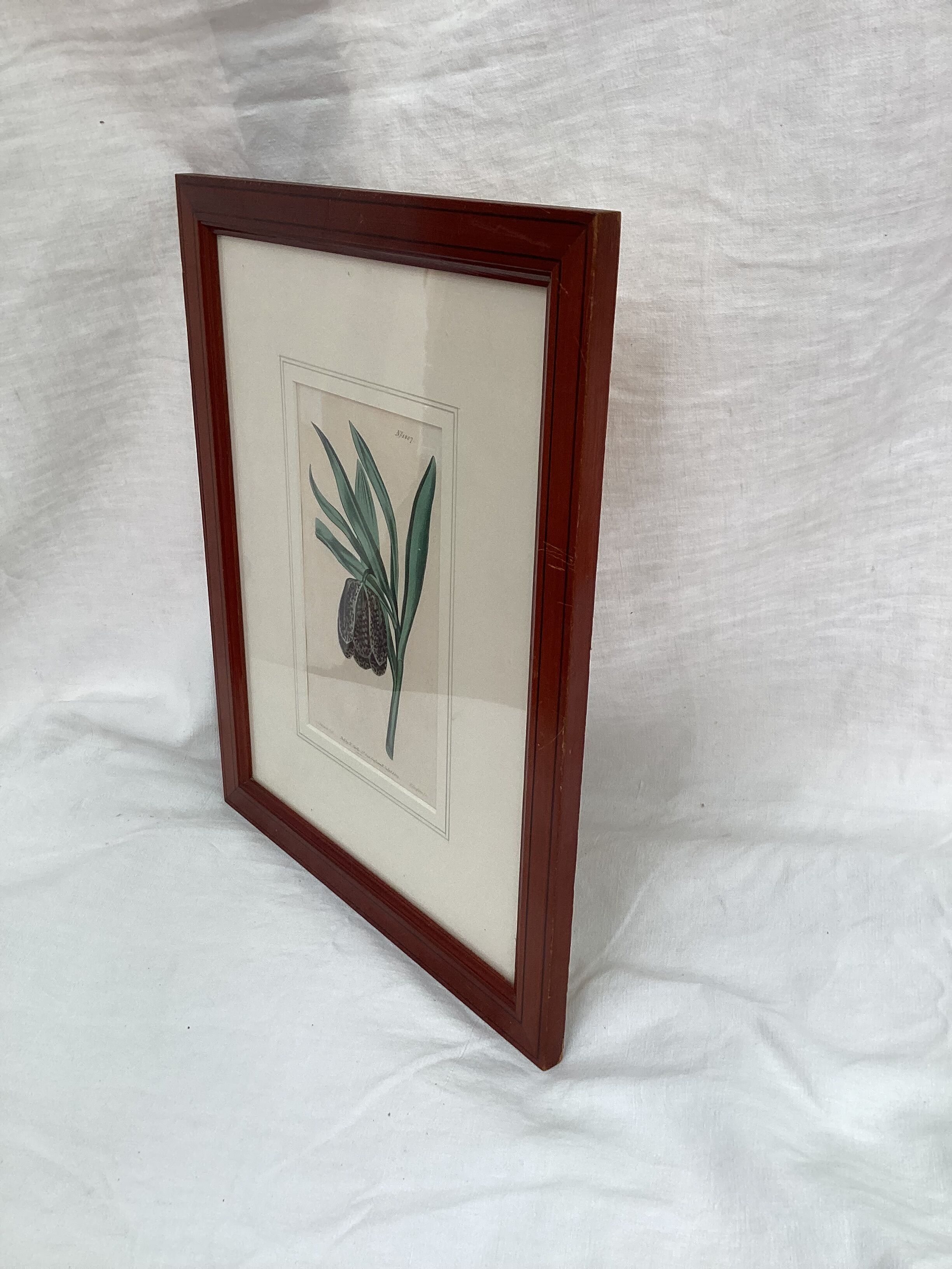 Old English botanical engraving numbered