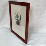 Old English botanical engraving numbered