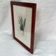 Old English botanical engraving numbered