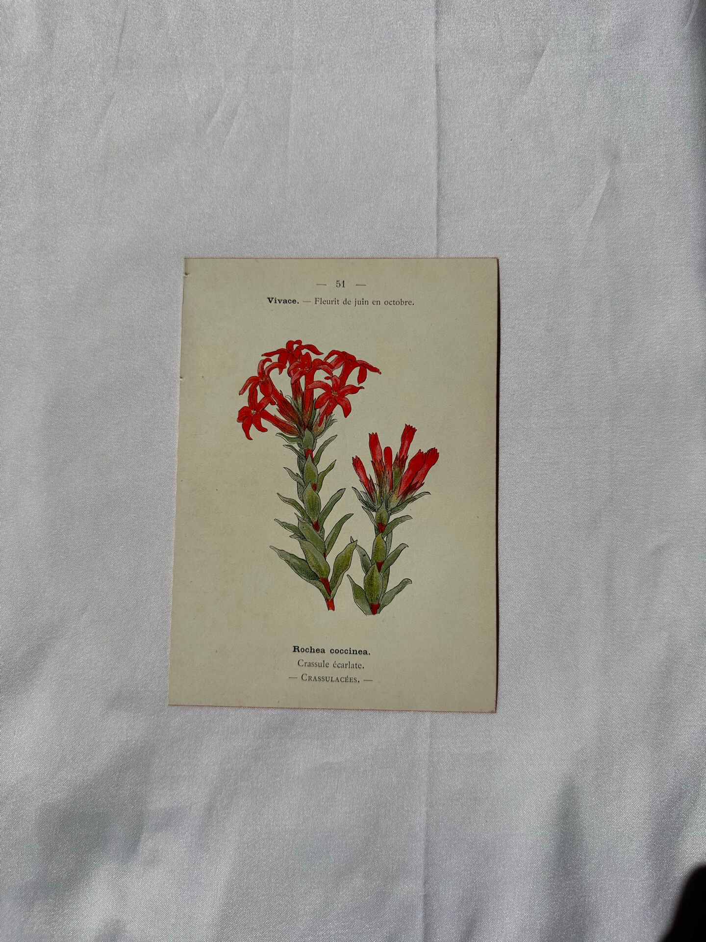 Botanical lithograph French flower double-sided naturalist