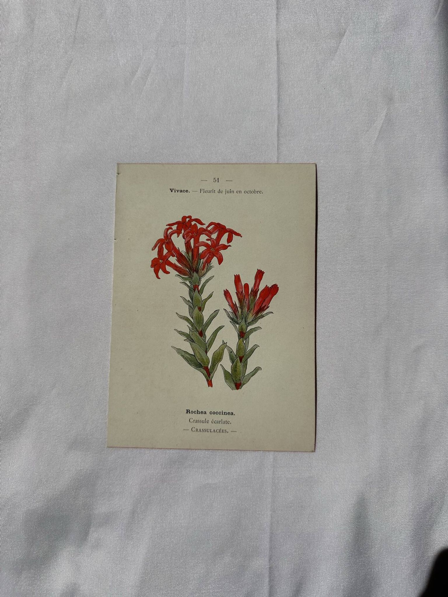 Botanical lithograph French flower double-sided naturalist
