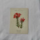 Botanical lithograph French flower double-sided naturalist