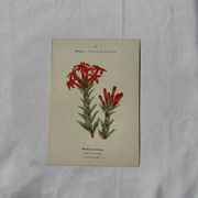 Botanical lithograph French flower double-sided naturalist