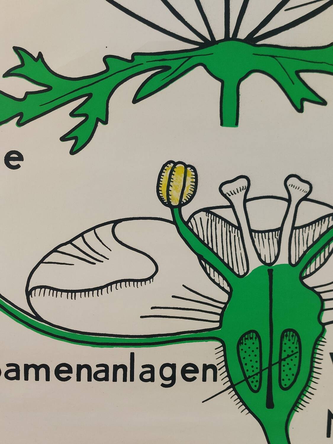 Vintage educational wall hanging roll chart biology plants