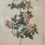 Engraving rose printing of Rémond