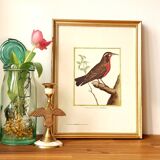 Red bird frame