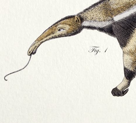 Lithography engraving vintage chimeras - 1850