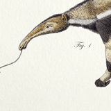 Lithography engraving vintage chimeras - 1850