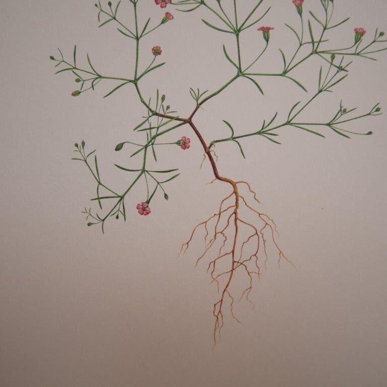 Botanical plate Gypsophila of the walls