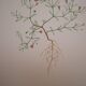Planche botanique Gypsophile  des murailles