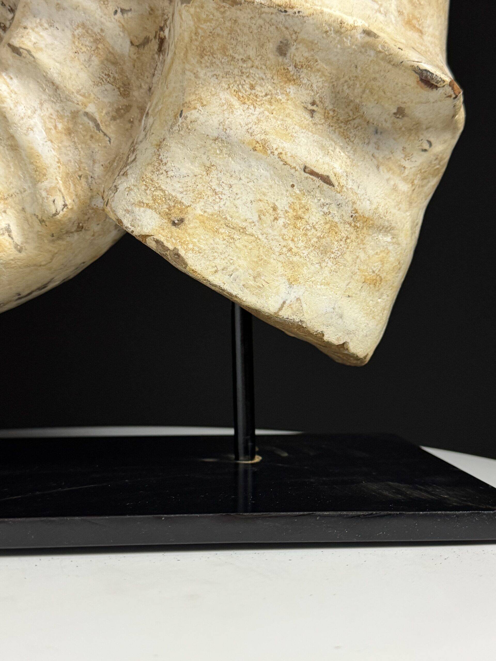 Fossile d'ammonite sur support