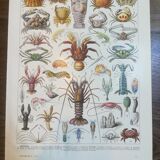 Lithograph on crustaceans from 1928