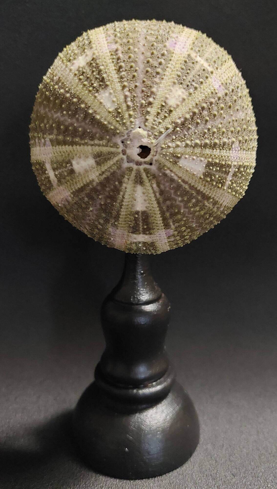 Cabinet of Curiosities sea urchin flower toxopneustes pileolus on a base
