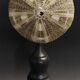 Cabinet of Curiosities sea urchin flower toxopneustes pileolus on a base