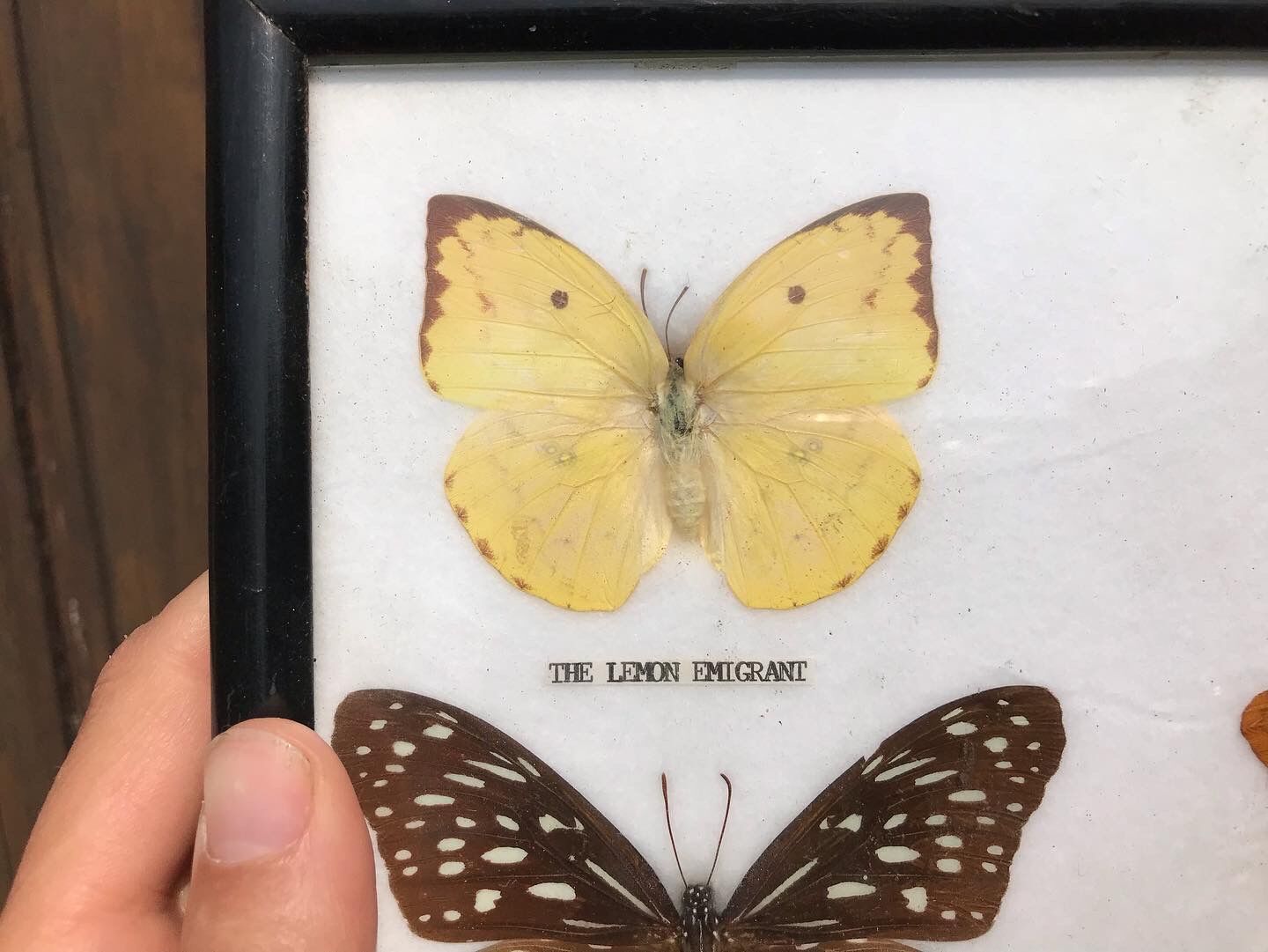 Butterfly frame