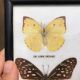 Butterfly frame