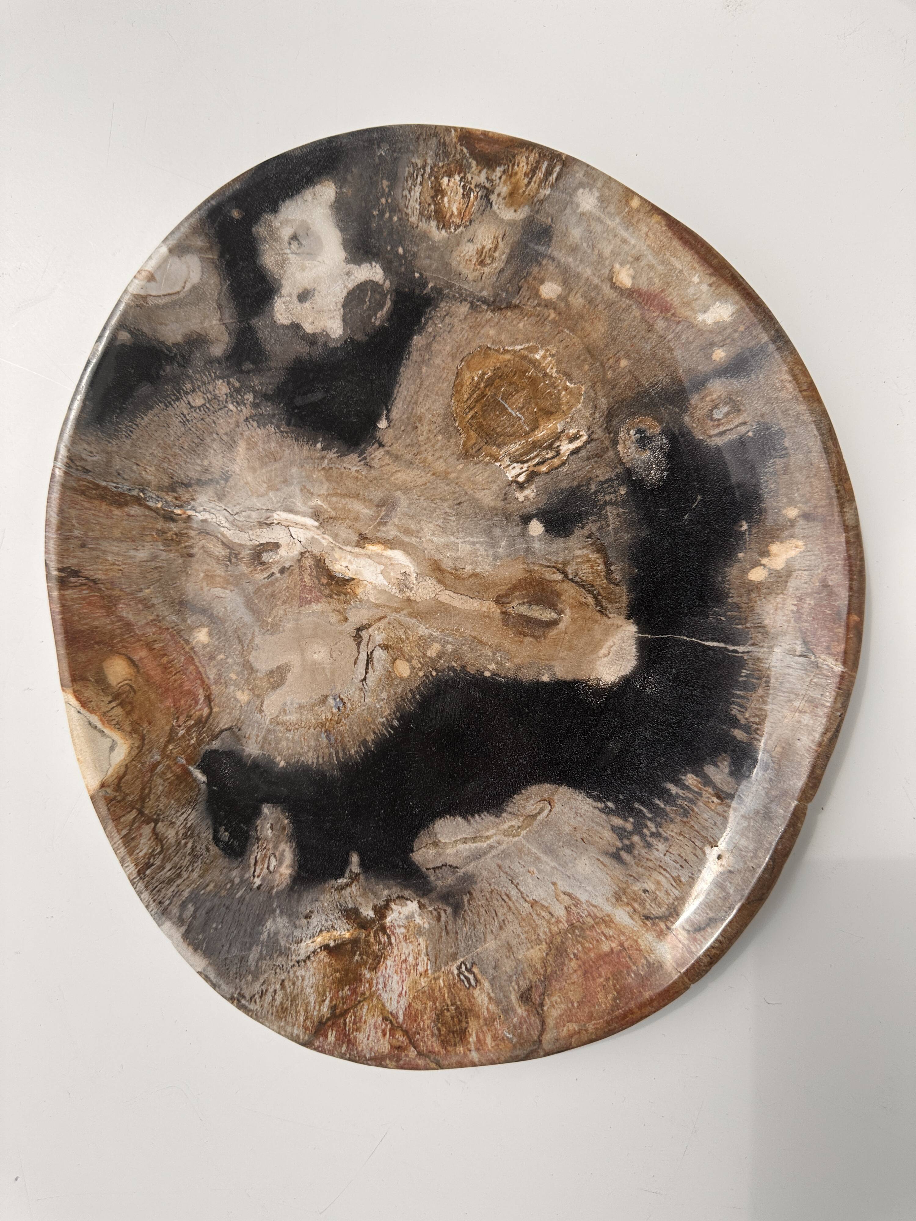 Large empty pocket or dish in petrified wood