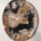 Large empty pocket or dish in petrified wood