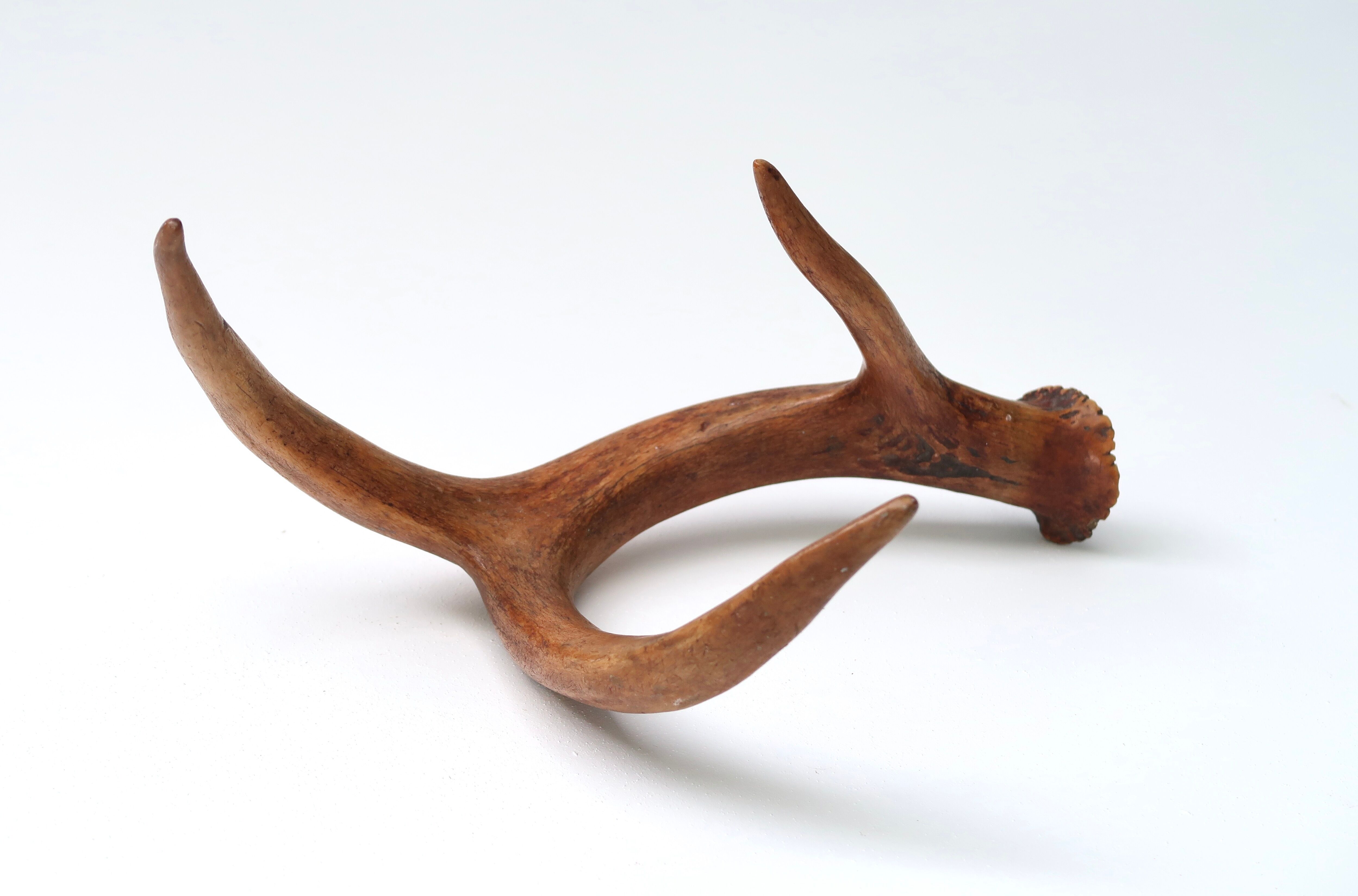 Bois de chevreuil, cabinet de curiosités, vintage