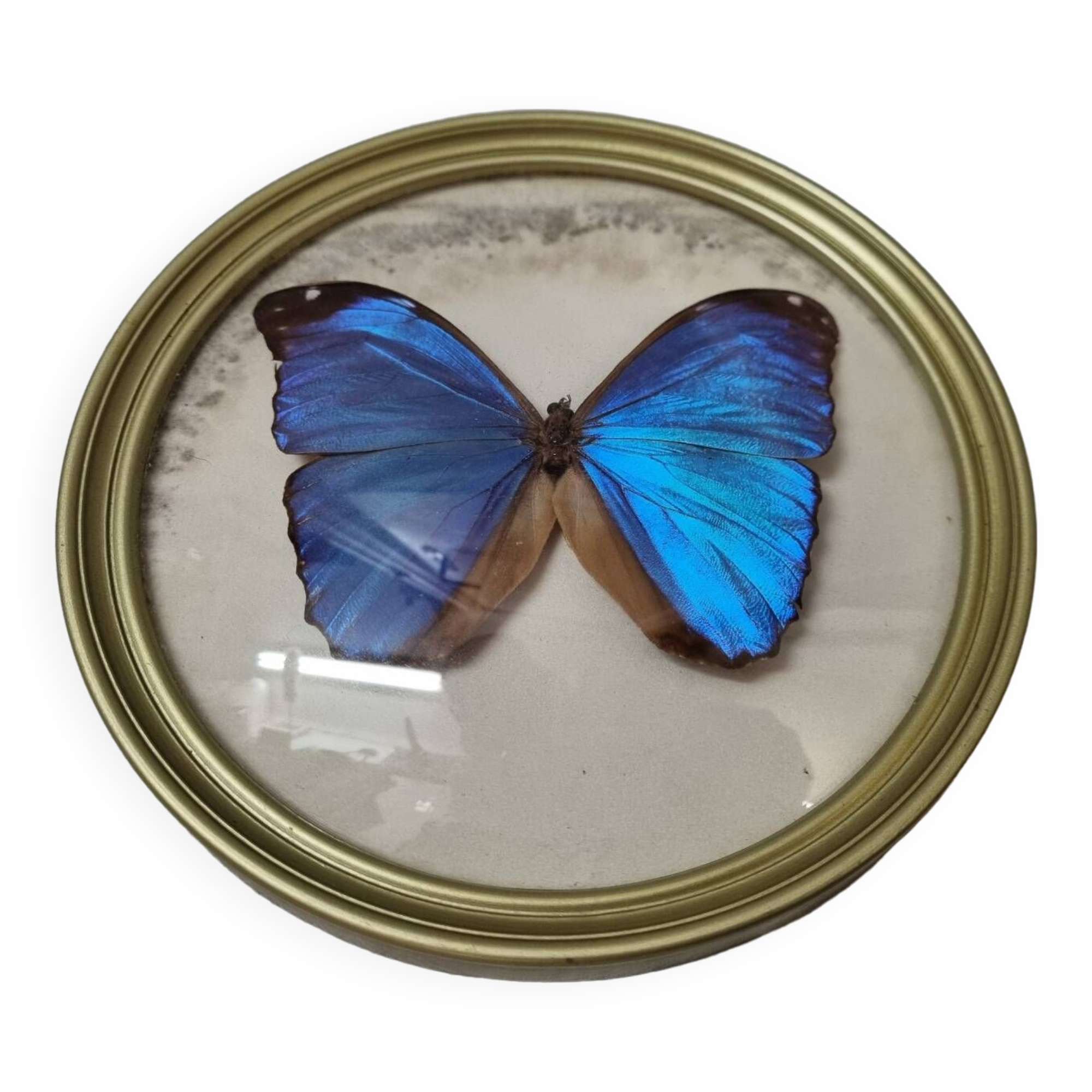 Stuffed butterfly: Blue Morpho