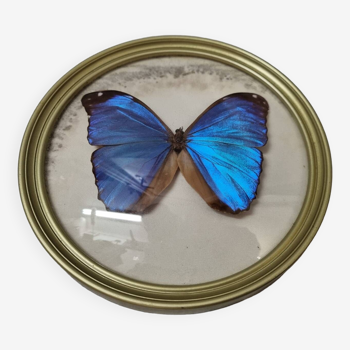 Papillon naturalisé : Morpho bleu