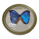 Papillon naturalisé : Morpho bleu
