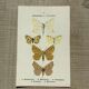 Vintage botanical plate antique butterfly engraving 1903 double-sided G. Denise