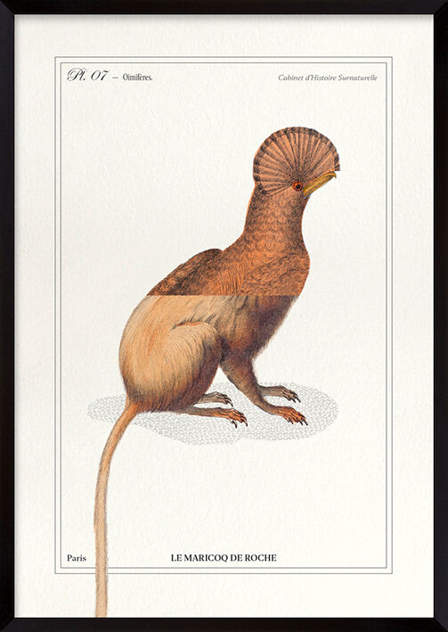 Chimera lithograph engraving animal - the maricoq