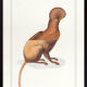Chimera lithograph engraving animal - the maricoq
