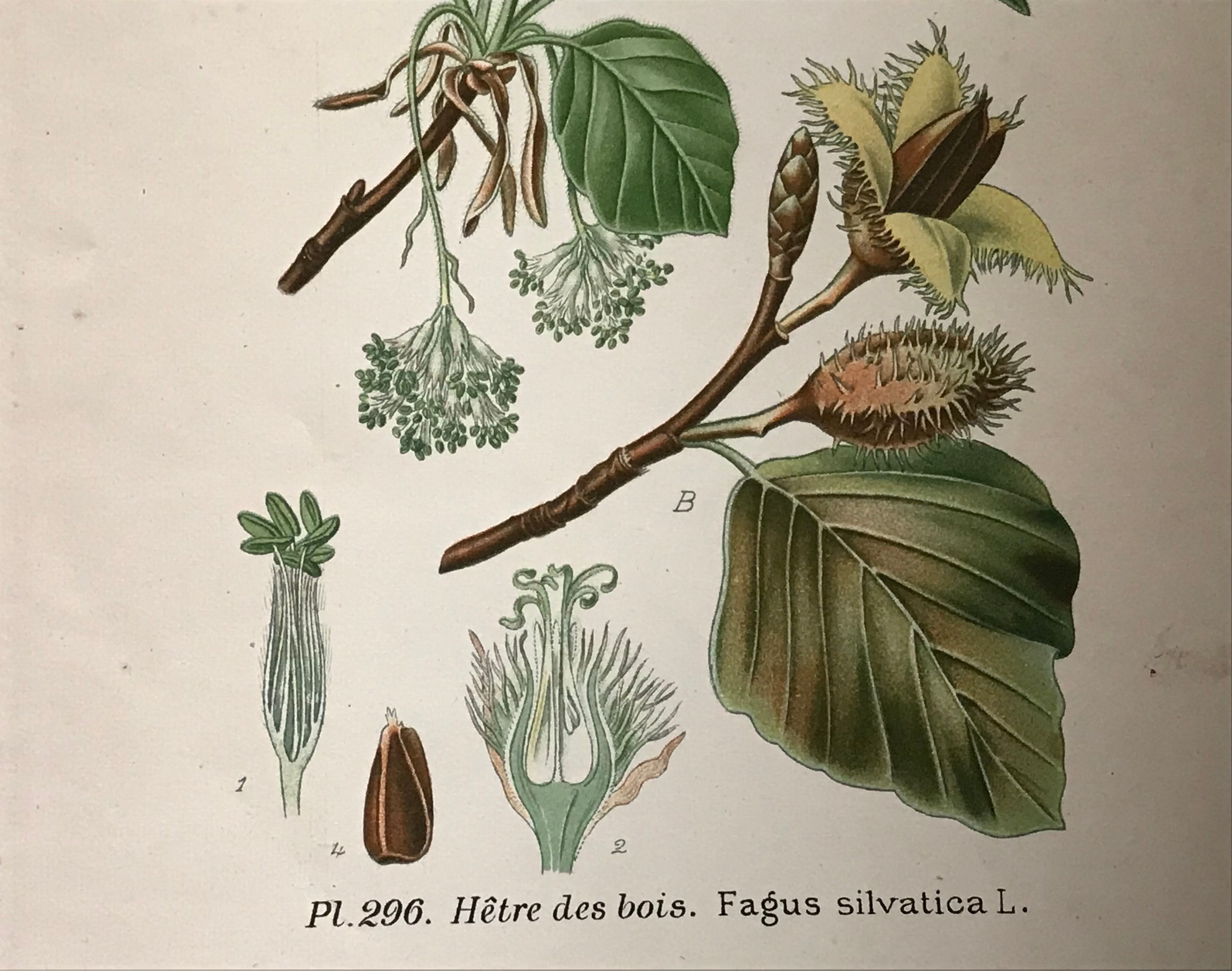 Old botanical plates XIXth