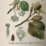 Old botanical plates XIXth