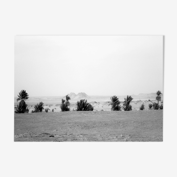 Photographie : les palmiers de Timimoune