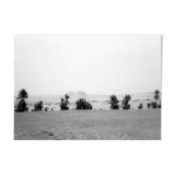 Photograph: Timimoune palm trees