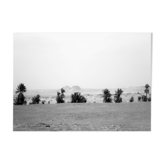 Photograph: Timimoune palm trees