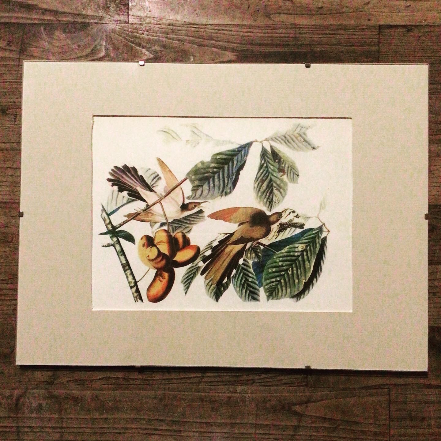 Planche ornithologique sous verre