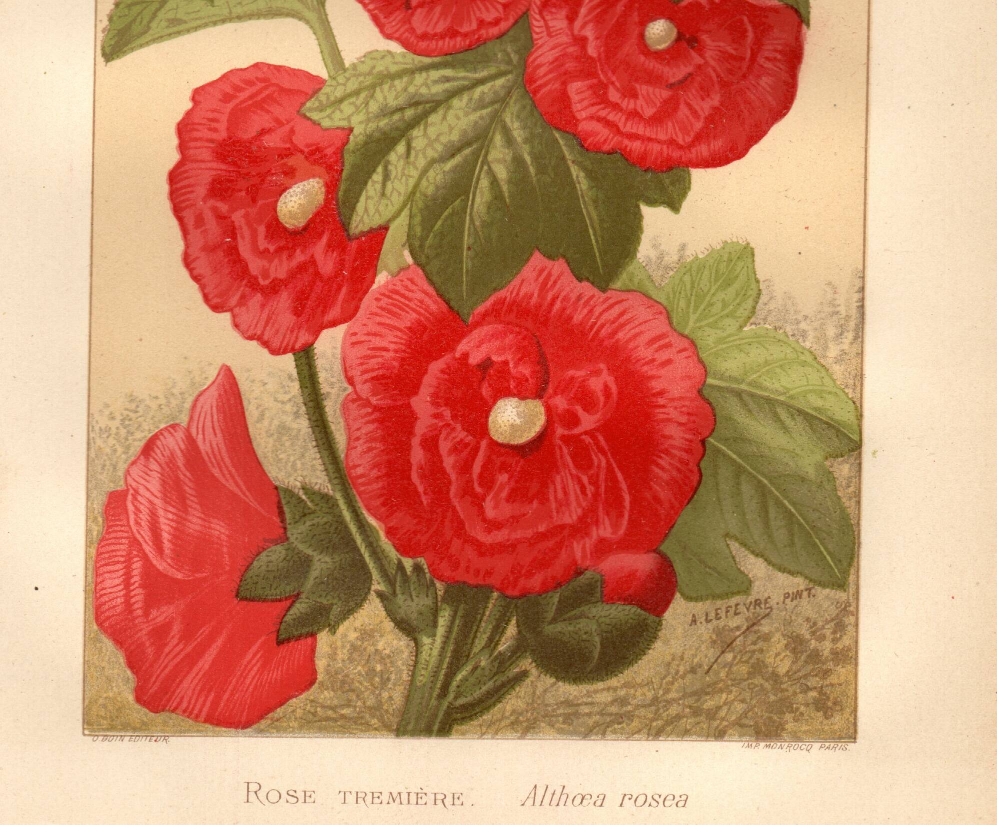 Old engraving from 1889 - Hollyhock. Red floral lithograph.