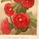 Old engraving from 1889 - Hollyhock. Red floral lithograph.