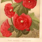 Old engraving from 1889 - Hollyhock. Red floral lithograph.