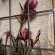Stained glass "vegetation with irises"