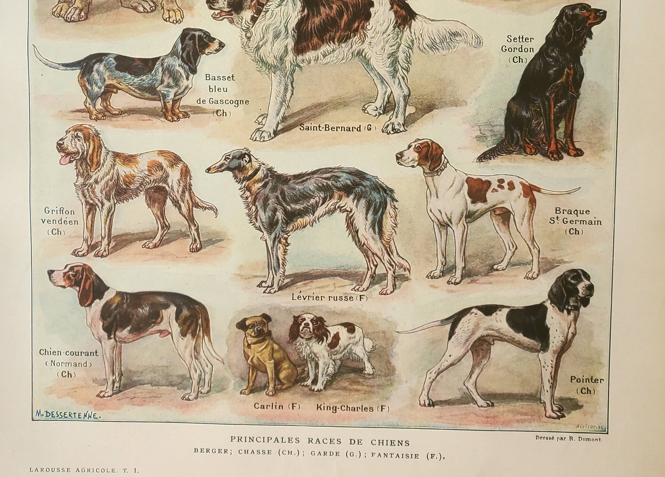Old lithograph 1922, Dogs, main breeds, shepherd, hunting • Engraving, original illustration