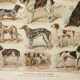 Old lithograph 1922, Dogs, main breeds, shepherd, hunting • Engraving, original illustration