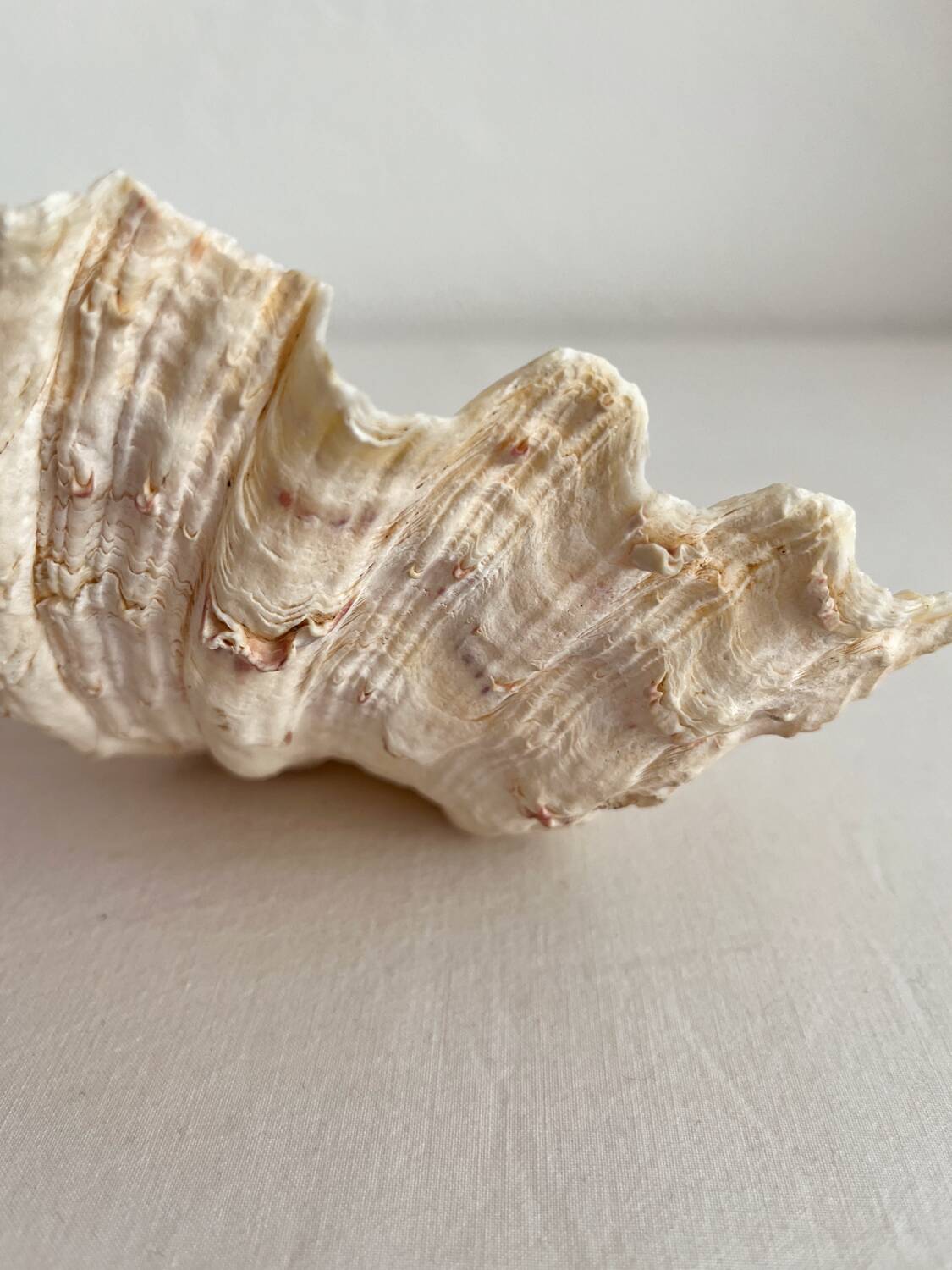 Old holy water stoup shell cabinet of curiosities