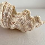 Old holy water stoup shell cabinet of curiosities
